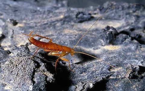 Cucarachas endémicas de las Islas Canarias